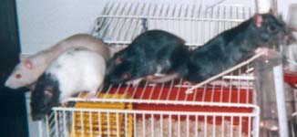 Mes jolis petits rats...